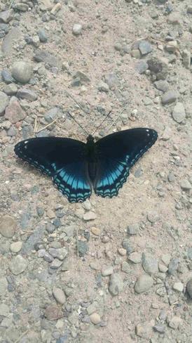 pretty butterfly Mount Salem, ON