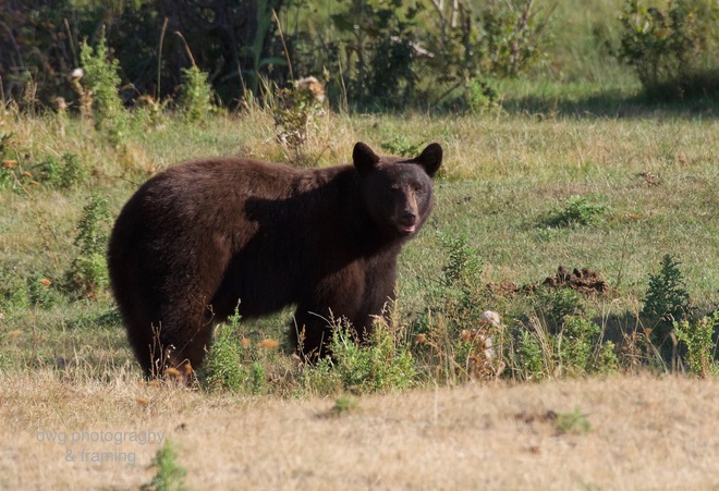Black bear Kamloops B.C.