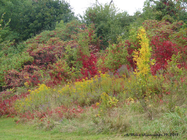 Autumn Colors Etobicoke Creek Trail, Brampton, ON