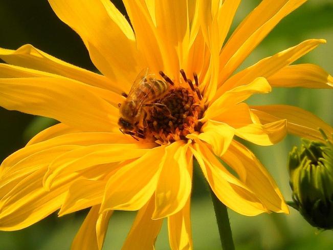 honey bee on yellow flower Toronto, ON