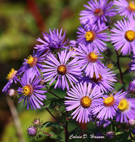 Wild Asters Long Sault, ON