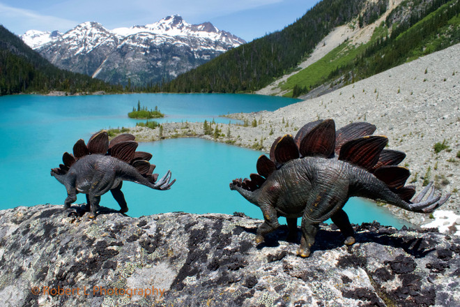 Never know what you will see on a hike.... Joffre Lakes Provincial Park, Mount Currie, BC