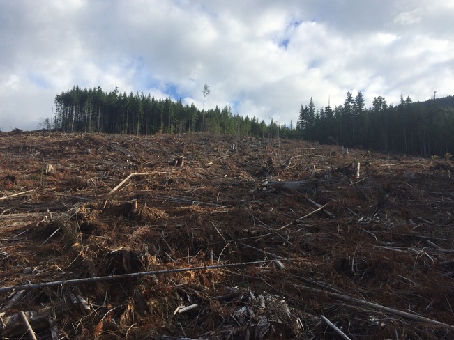 Logging on Forbidden Plateau Courtenay, BC