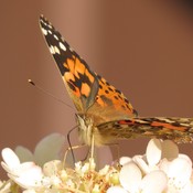 Papillon Belle dame