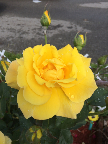 Yellow Rose & buds Brampton, Ontario, CA