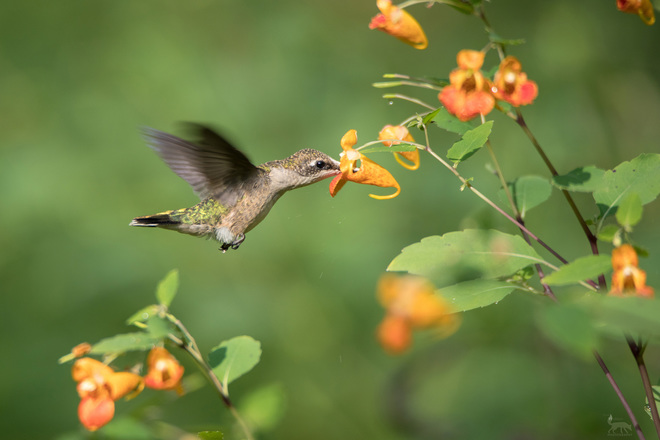 Ruby Throated Hummingbird Kingston, ON