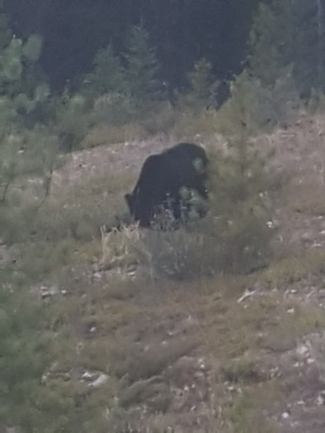 black bear Lake Louise, AB