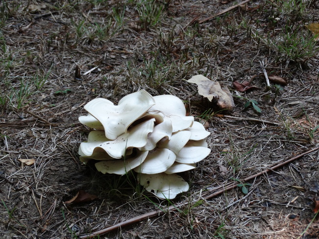 flower fungi Midhurst, ON