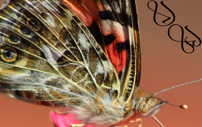 Papillon Belle-Dame Trois-Rivières, QC