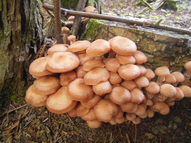 champignons Pont-Landry, NB