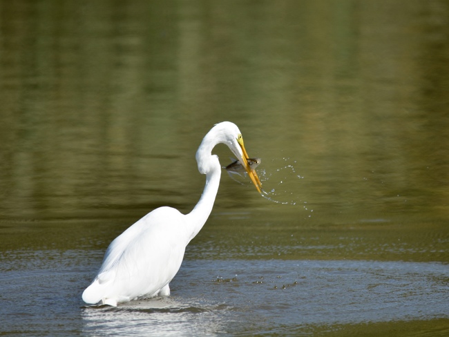 Great Egret with fresh catch Burlington, ON