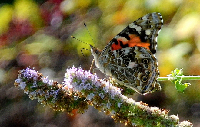 Painted Lady Year-2017 Cornwall, ON
