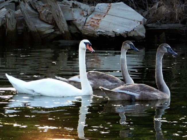 Signets protected...swan never left their side. 699 Mill St S, Newcastle, ON L1B 1L9, Canada