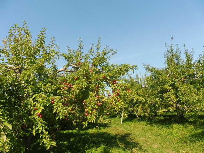 Cueillette de pommes Verdun, Montréal, QC