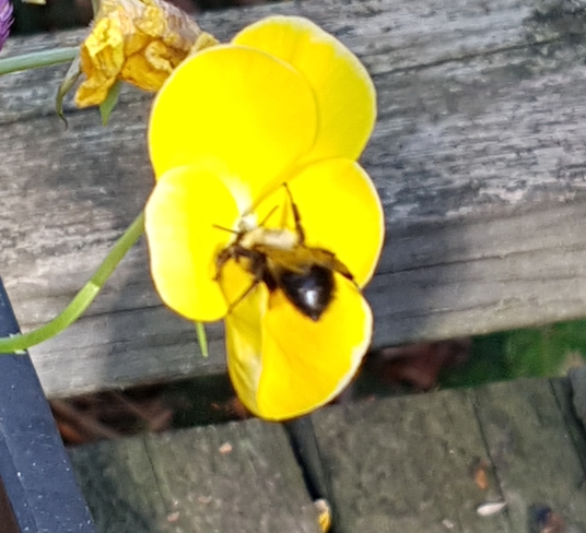 Bumble Bee B B Wentworth-Nord, QC