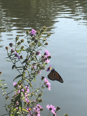 Monarch butterfly at Avon river, enjoying the sunshine Stratford, Ontario, CA