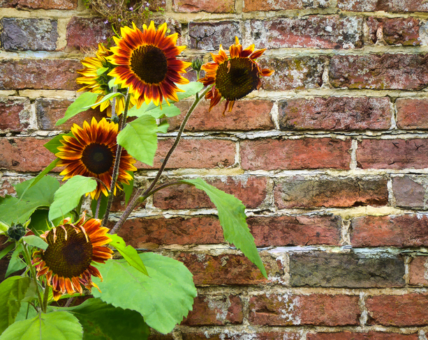 The Sunflower Patch Derbyshire, England, United Kingdom