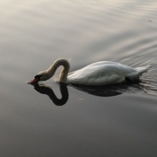 swan in Stratford