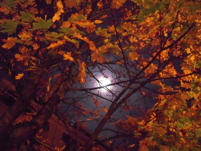 Lune d'automne Verdun, Montréal, QC