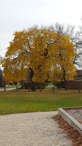 yellow leaf big tree Winnipeg, MB