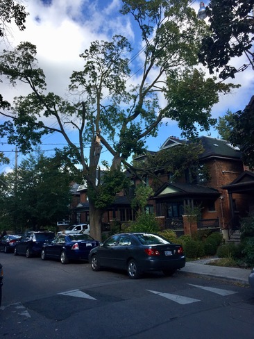 Yesterdayâ€™s Storm Struck Today Dufferin Grove, Toronto, ON