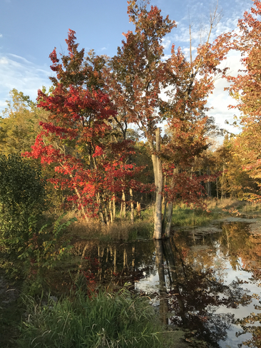 Minesing swamp in fall. Midhurst, Ontario, CA
