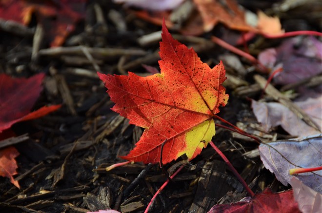 Leaves start to fall Ottawa, ON