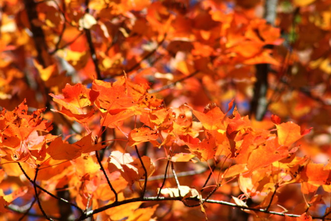 Maple Leaf Colors Cap-Pelé, NB