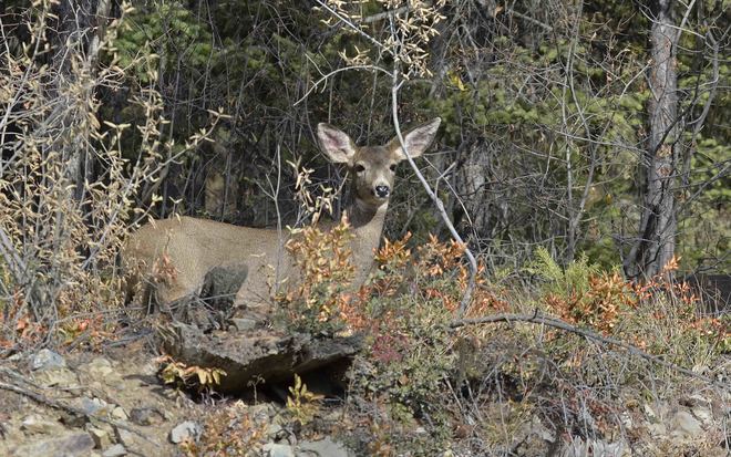 Mule deer up close Lone Star Rd, Greenwood, BC V0H 1J0, Canada