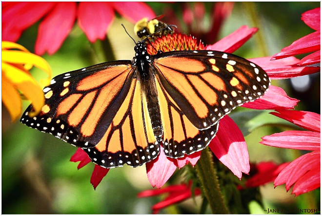 Monarch Butterfly Toronto, Ontario, CA