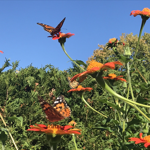 Butterflies Sarnia, Ontario, CA