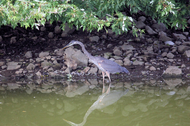 Blue heron Flamborough, Ontario, CA