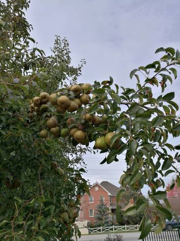 Front yard pears Brooklin, ON