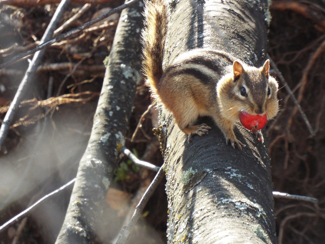 red squirrel gorging itself 212 Cumberland St N, Thunder Bay, ON P7A 4N1, Canada