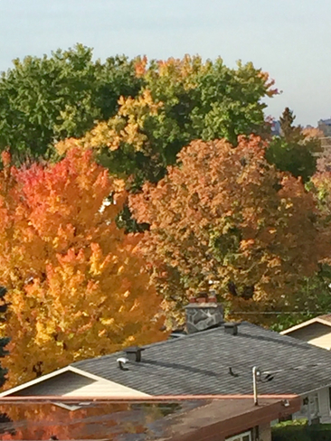 Still some fall colours in Ottawa Ottawa, Ontario, CA