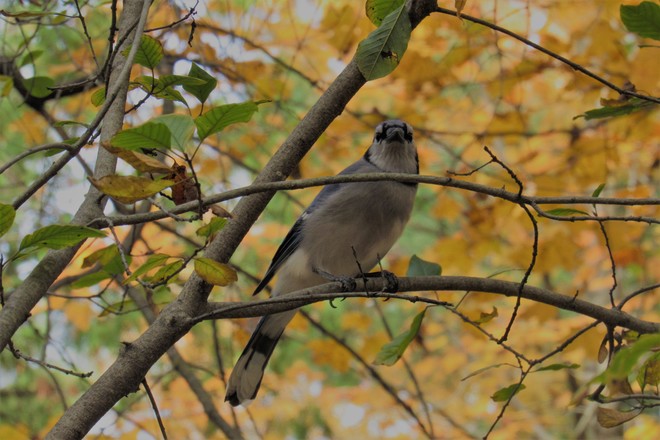 Bluejay Nepean, ON