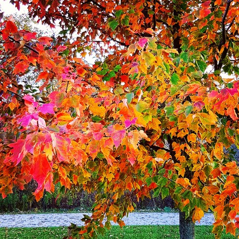 Beautiful Fall Cambridge, ON