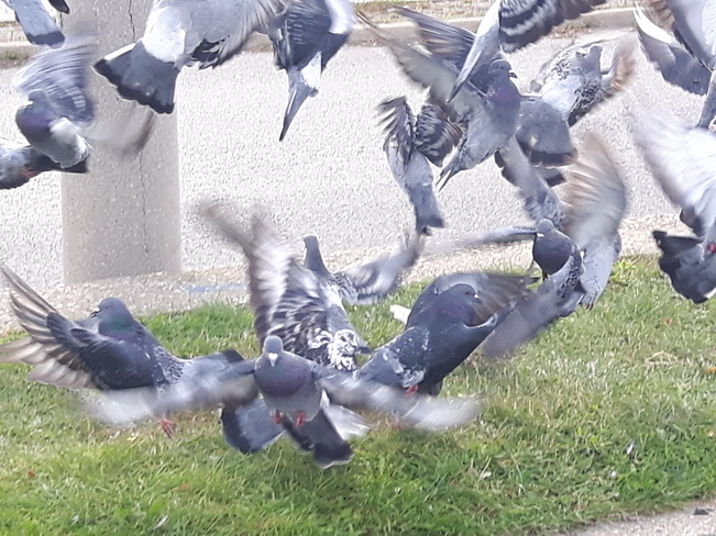 a Group of Piegons in mid-flap Mississauga, ON
