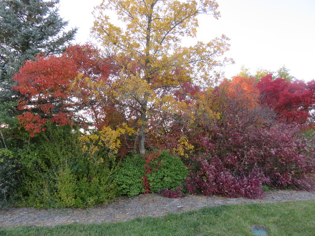 Fall colours Saskatoon, SK