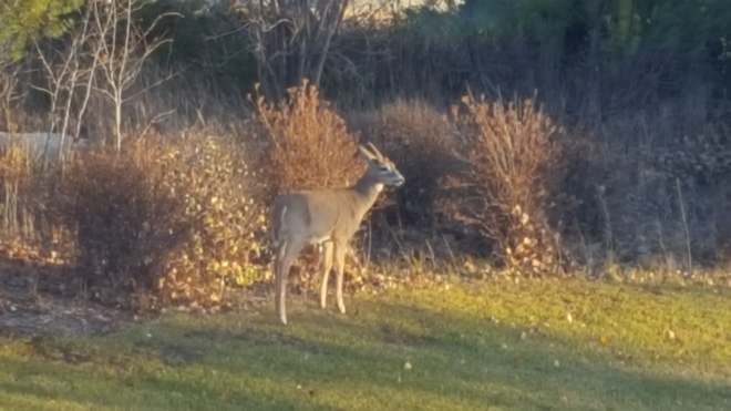 deer enjoying the day Saskatoon, SK