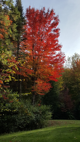 Fall colours Richmond, Ottawa, ON