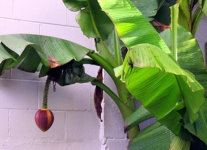 A coconut hang down from a banana tree? Vancouver, BC