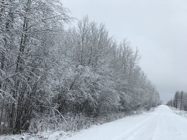 Snowy trees Timmins, Ontario, CA