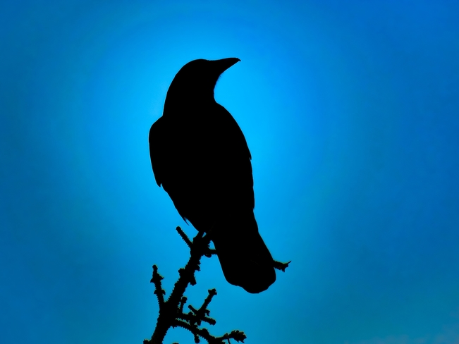 crow Mississauga, ON