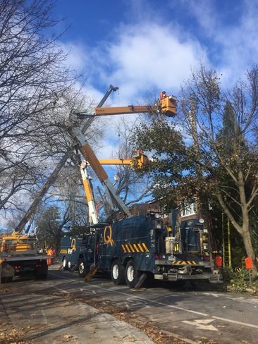 Tree Maintenance Under Blue Sky Montreal, QC