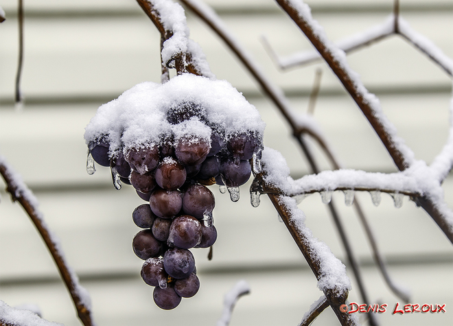 Brrrr.... It's so cold my grapes are frozen Maberly, ON