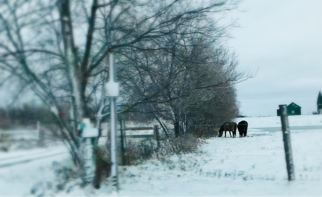 PremiÃ¨re bordÃ©e de neige Ontario : 2 chevaux South Stormont, Ontario, CA