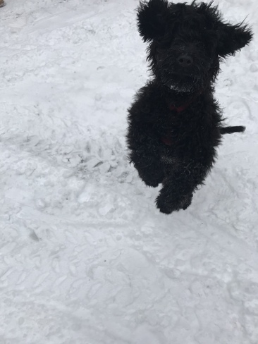 Puppyâ€™s first snowfall 517 Chetwynd Rd, Burk's Falls, ON P0A 1C0, Canada