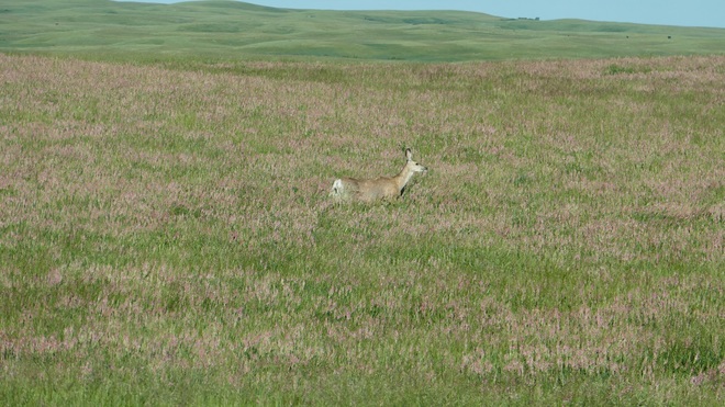 Deer in a Pink Field Woolchester, AB