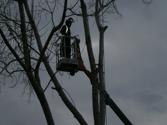 Cutting down a huge Poplar tree. Tecumseh, ON